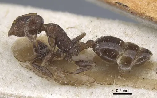 Temnothorax risii - CASENT0917037