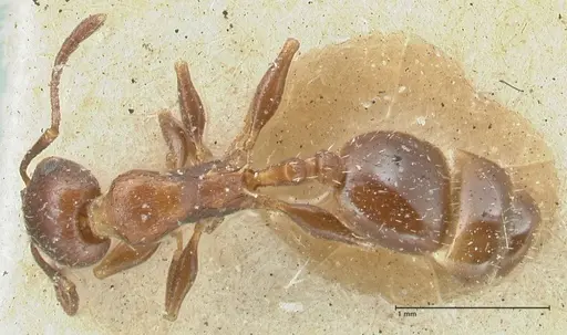 Temnothorax risii - FOCOL2027