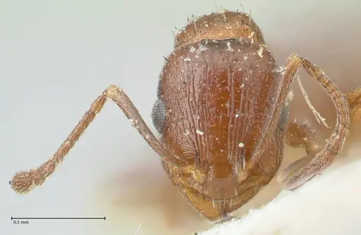 Temnothorax risii - FOCOL2027
