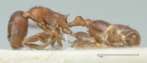 Temnothorax risii - FOCOL2027