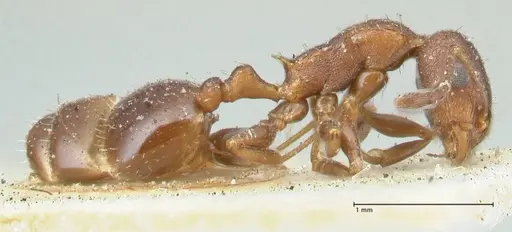 Temnothorax risii - FOCOL2027