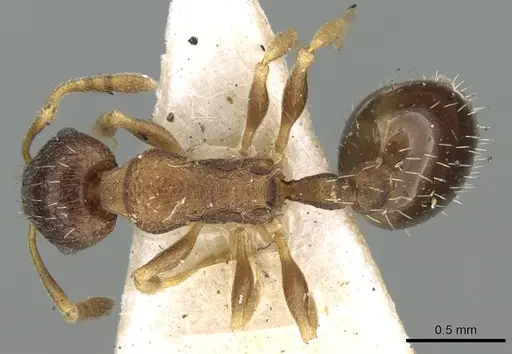 Temnothorax rothneyi specimen