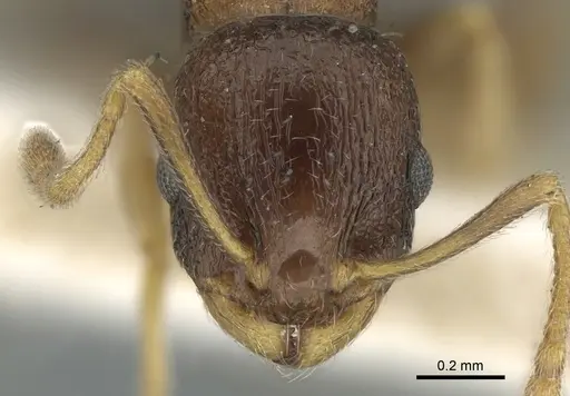 Temnothorax rothneyi specimen