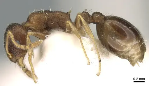Temnothorax rothneyi specimen