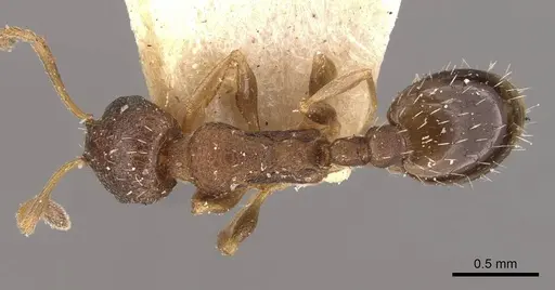 Temnothorax rothneyi - CASENT0909054