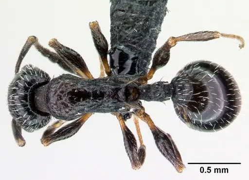 Temnothorax rottenbergii specimen