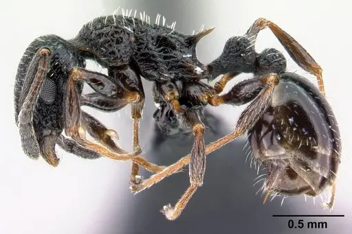 Temnothorax rottenbergii specimen