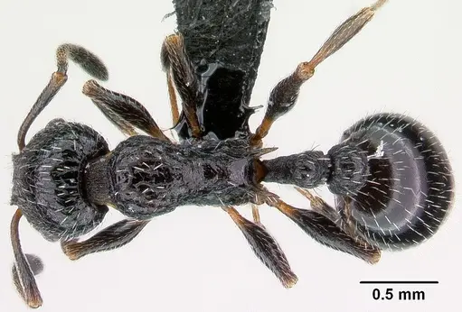 Temnothorax rottenbergii - CASENT0010031