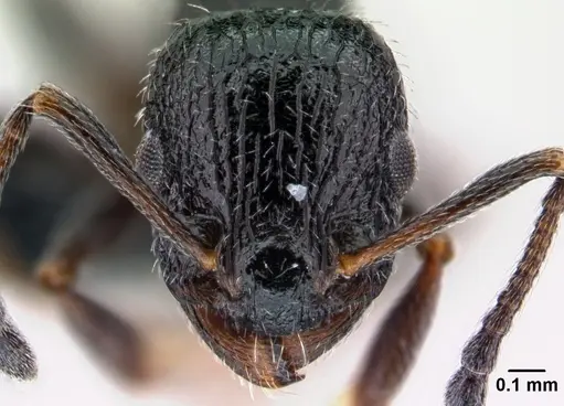 Temnothorax rottenbergii - CASENT0010031