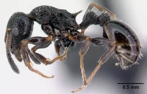 Temnothorax rottenbergii - CASENT0010031