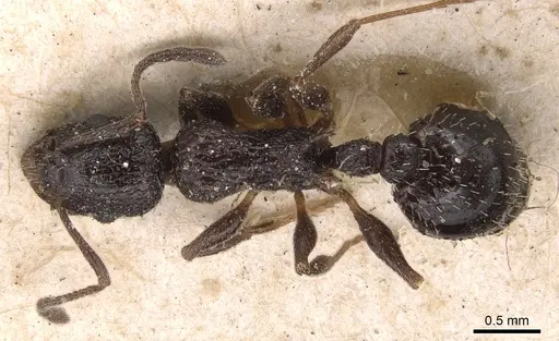 Temnothorax rottenbergii - CASENT0904731