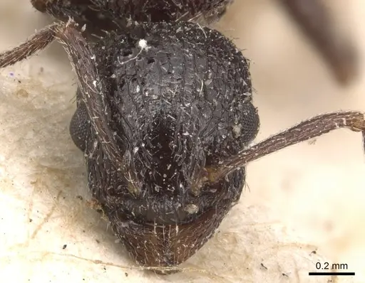 Temnothorax rottenbergii - CASENT0904731