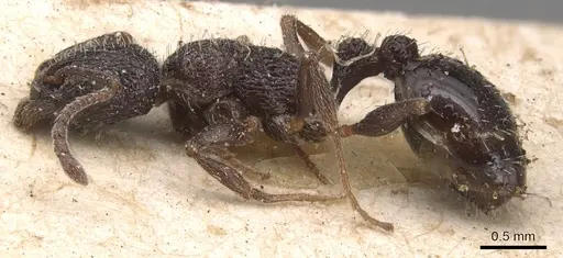 Temnothorax rottenbergii - CASENT0904731