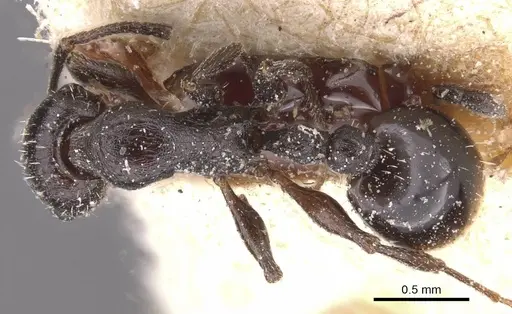 Temnothorax rottenbergii - CASENT0912988