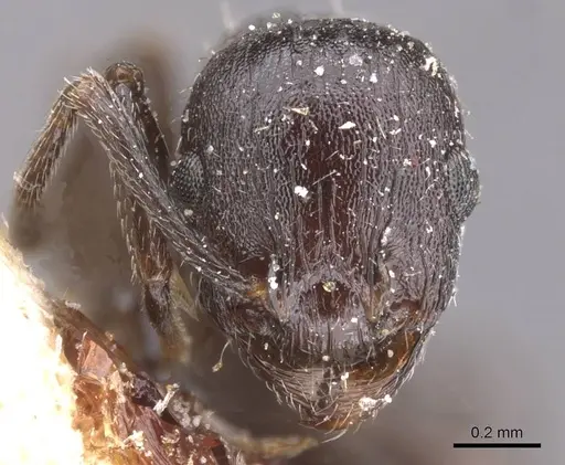 Temnothorax rottenbergii - CASENT0912988