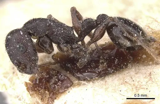 Temnothorax rottenbergii - CASENT0912988