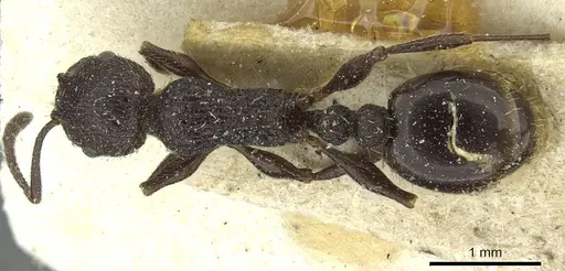 Temnothorax rottenbergii - CASENT0912989