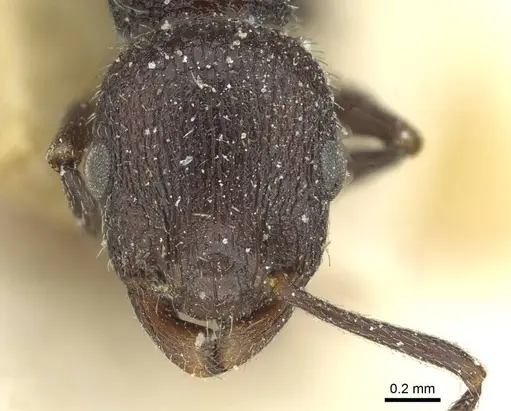 Temnothorax rottenbergii - CASENT0912989