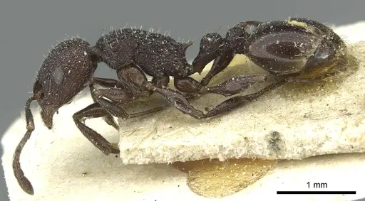 Temnothorax rottenbergii - CASENT0912989