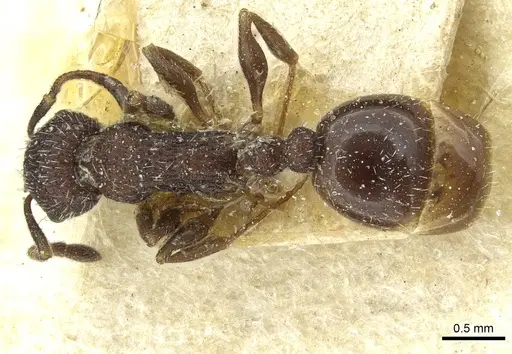 Temnothorax rottenbergii - CASENT0912990