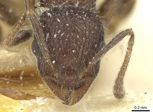 Temnothorax rottenbergii - CASENT0912990