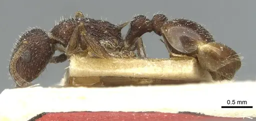 Temnothorax rottenbergii - CASENT0912990