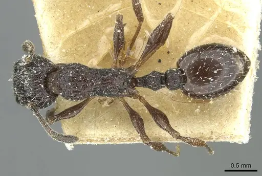 Temnothorax rottenbergii - CASENT0912991