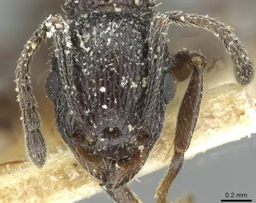 Temnothorax rottenbergii - CASENT0912991