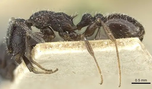 Temnothorax rottenbergii - CASENT0912991