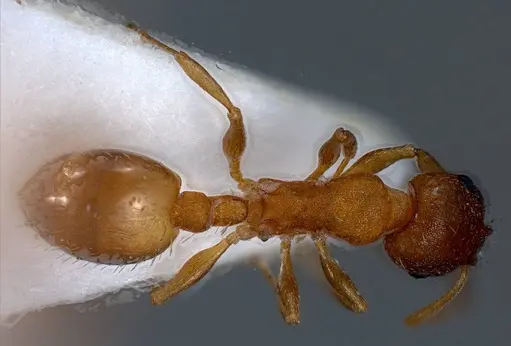 Temnothorax rougeti specimen