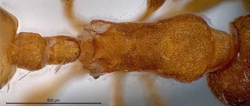 Temnothorax rougeti specimen