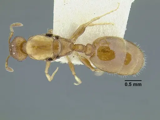 Temnothorax rugosus specimen
