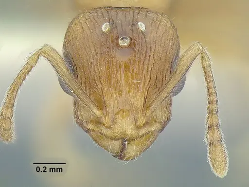 Temnothorax rugosus specimen