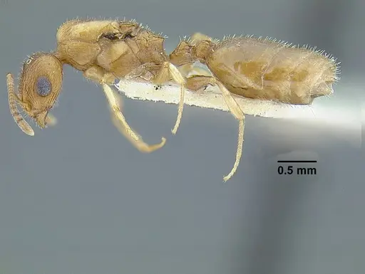 Temnothorax rugosus specimen