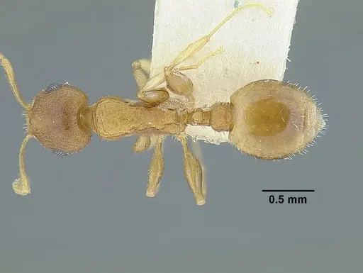 Temnothorax rugosus - LACMENT323260