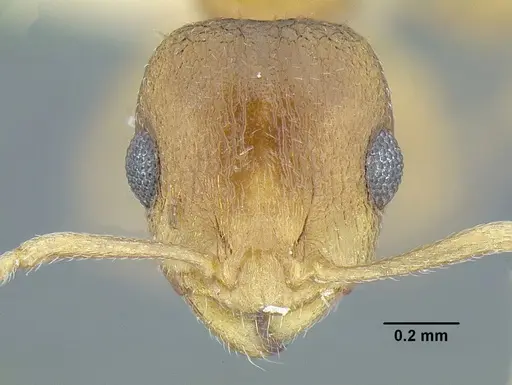 Temnothorax rugosus - LACMENT323260