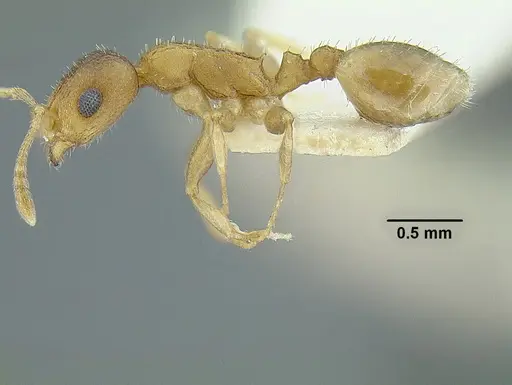 Temnothorax rugosus - LACMENT323260