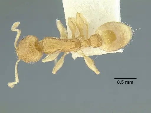 Temnothorax rugosus - LACMENT323296