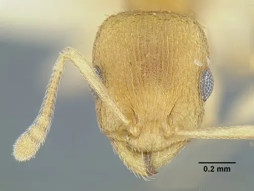 Temnothorax rugosus - LACMENT323296