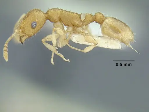 Temnothorax rugosus - LACMENT323296