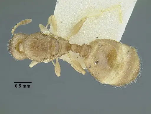 Temnothorax rugosus - LACMENT323337