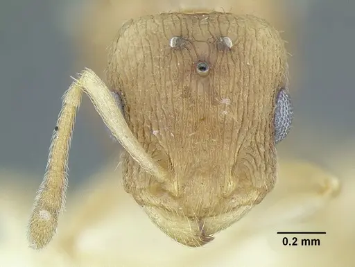 Temnothorax rugosus - LACMENT323337