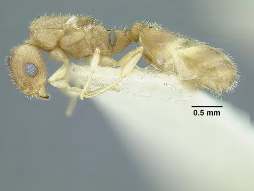 Temnothorax rugosus - LACMENT323337