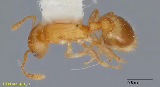 Temnothorax rugosus - UTEPENTO5451