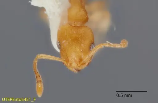 Temnothorax rugosus - UTEPENTO5451