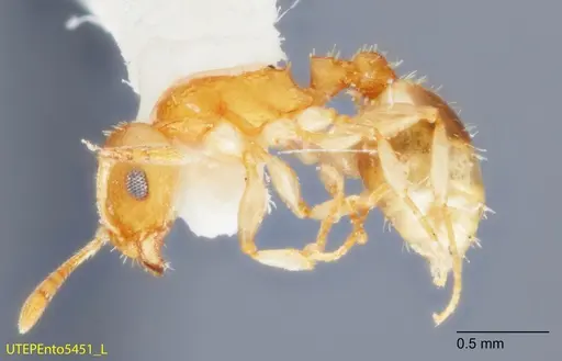 Temnothorax rugosus - UTEPENTO5451