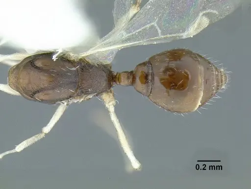 Temnothorax rutabulafer specimen
