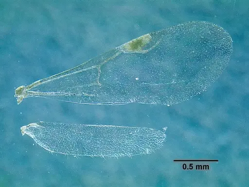 Temnothorax rutabulafer specimen