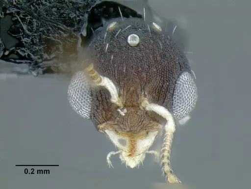 Temnothorax rutabulafer specimen