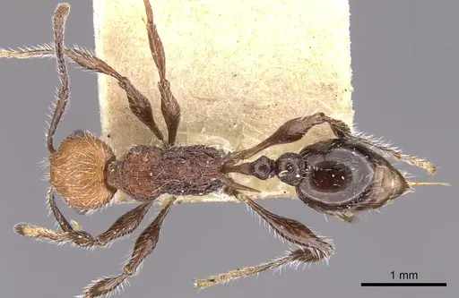 Temnothorax sallei specimen